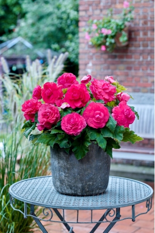 Superba Rose begônia de flores grandes - rosa florido - rosa - 2 unid.