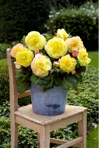 Superba Begonia amarilla de flores grandes - flores amarillas - ¡paquete grande! - 20 piezas