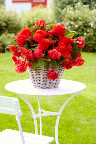 Begonia aromática Odorata Red Glory - 2 piezas