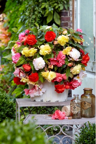Begonia parfume - melange de couleurs - 2 pcs