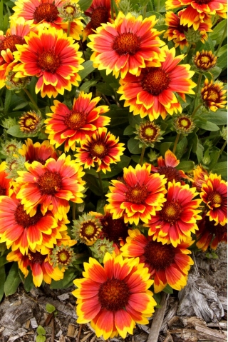 Arizona-Sonnendeckenblume - Sämling - 