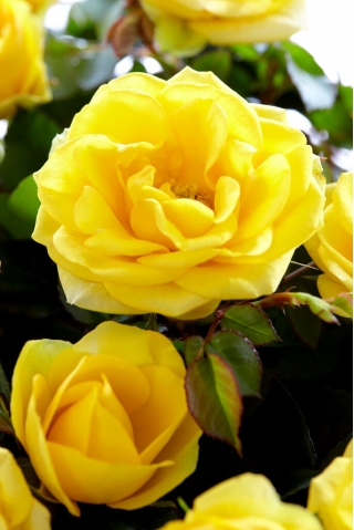 Krūmų rožė - geltona - vazoninis daigas - 