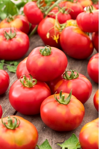 "Janko F1" tomat - for åker- og drivhusdyrking - 