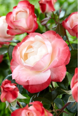 Valkoinen karmiininpunainen isokukkainen (Grandiflora) ruusu - taimi - 