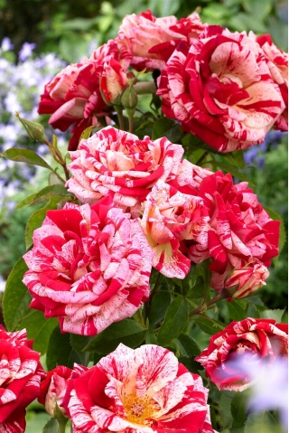 Sarkanbaltsvītrainā daudzfloras roze (Polyantha) - stāds - 