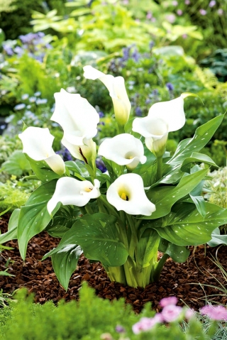 Zantedeschia, Calla Lily White - Paquete XL - 50 uds.
