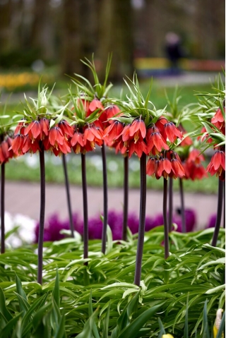 Red Beauty crown imperial; imperial fritillary, Kaiser's crown - XL pack - 50 pcs