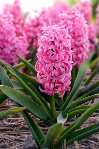 Scarlet Pearl hyacint - XXL pak 150 st - 