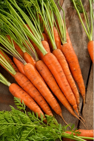"Afalon F1" porkkana-kalibroitu (1,6 - 1,8) 100 000 siementä - ammattisiemenet kaikille - 