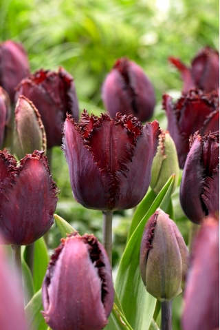 Black Jewel tulpe - 5 gab.