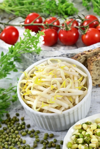 Mung Bean Sprouts - 840 seeds