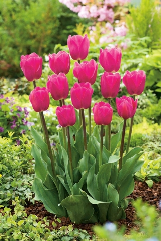 Tulipa rožė - Tulpinė rožė - XXXL pakuotė 250 vnt.