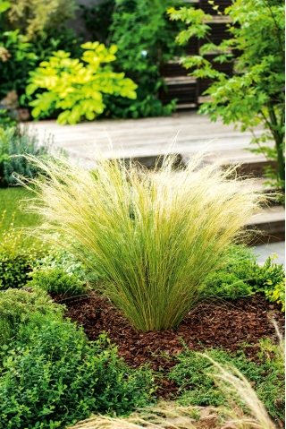 Mexican Feather Grass Pony Tails seeds - Stipa tenuissima - 100 seeds