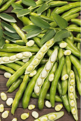 Broad bean Dragon - very early variety with large seeds - 500 g