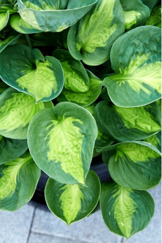 Sunset Grooves hosta, plantain lily - XL pack - 50 pcs
