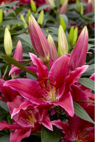 Lily - One Love -oriental, fragrant