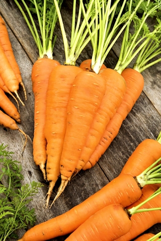 Carrot "Flakkese 2" - late variety - 