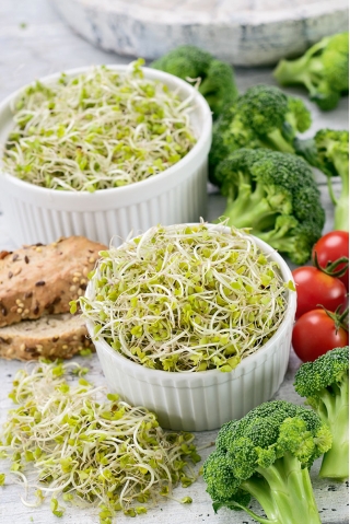 Kiemen van zaden - broccoli - 100 g - 30000 zaden - 