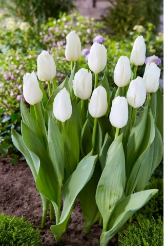 Tulipán - White Dynasty - 5 květinových cibulek