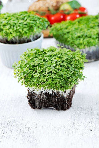 Microgreens - Green Mizuna - Young leaves with a unique flavour - 100g seeds (Brassica rapa var. nipposinica)