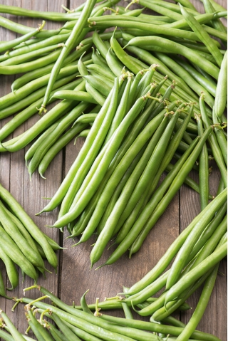 法国豆“法拉利” - 美味，抗病的品种 - Phaseolus vulgaris L. - 種子