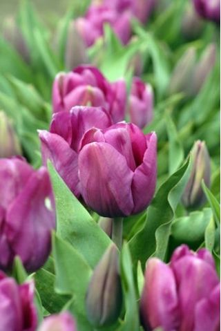 Tulipan Recreado - pakke med 5 stk - Tulipa Recreado