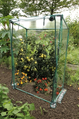 Rumah kaca tomat - 150 x 100 x 50 cm - 