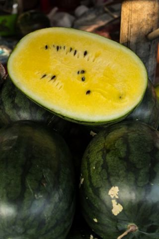 Yellow Watermelon Janosik seeds - Citrullus lanatus - 14 seeds