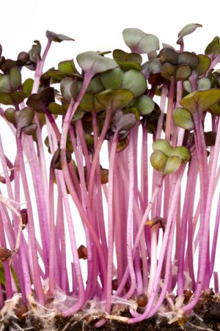 Червона капуста паростки - Brassica oleracea,convar. capitata,var. rubra. - насіння