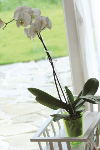 Halter für Orchideen - Weiß - 