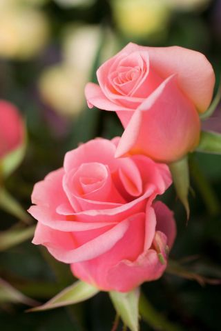 Rosa de flores grandes - rosa claro - mudas em vasos - 