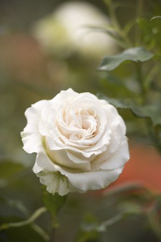 وردة كبيرة مزهرة - بيضاء - بوعاء الشتلات - 