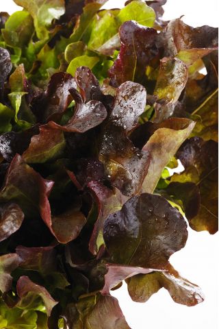 Selada Red Salad Bowl biji - Lactuca sativa - 1150 biji - Lactuca sativa L. var. longifolia