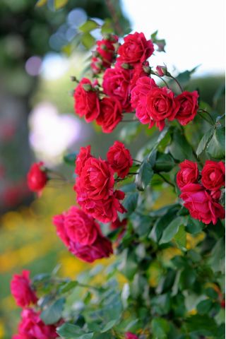 Garden multi-flower rose - red - potted seedling