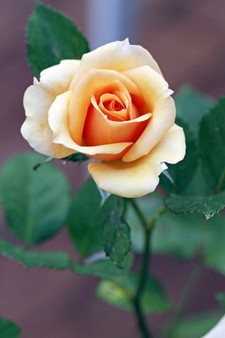 Крупноцветковая роза - темная экрю - горшечная рассада - 