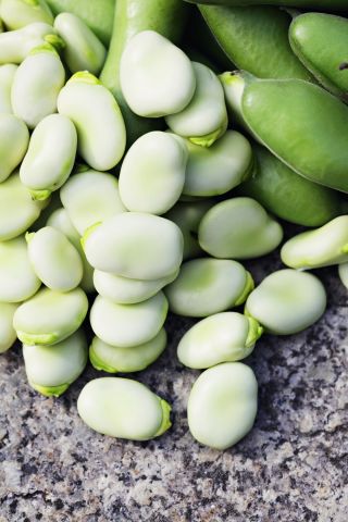 Broad Bean Jankiel. Semințe albe - Vicia faba - Vicia faba L.