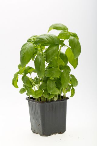 Albahaca - verde - BIO - 650 semillas - Ocimum basilicum