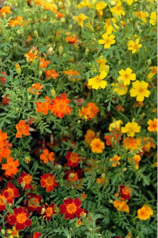 Signet marigold - seed mix - 600 seeds