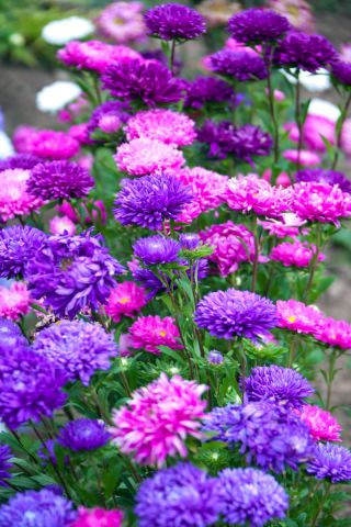 Dwarf chinese aster - variety mix - 625 seeds