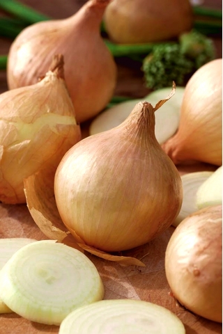 Onion "Globo" - large salad variety, delicious also when eaten raw - 500 seeds