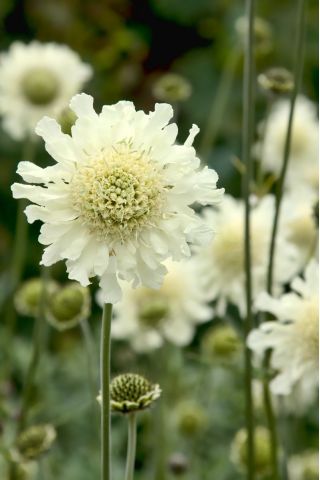 Kaukazský poduškový kvet - výber odrôd; poduškový kvet, kaukazský svrab - 21 semien - Scabiosa caucasica - semená