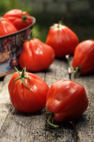 Tomat tinggi "Pir Merah" - 120 biji - Lycopersicon esculentum Mill 