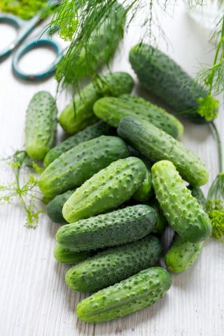 Cucumber "Markus F1" - without a hint of bitterness - 105 seeds