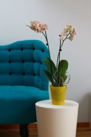 Саксия с цветя за орхидеи - Орхидея - 12,5 см - Прозрачно жълто - 
