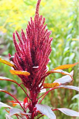 Violetinė Amarantas, princo spalvas - Amaranthus paniculatus - 1500 sėklų - sėklos