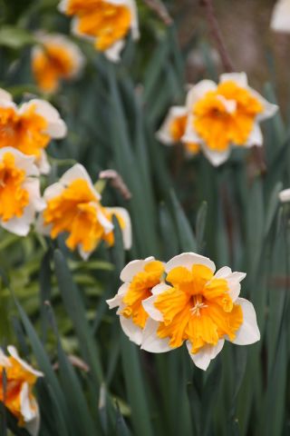 Narcissus Orangery - Daffodil Orangery - 5 củ