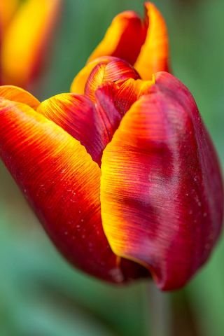 Tulipa Abu Hassan - Tulip Abu Hassan - 5 bulbi