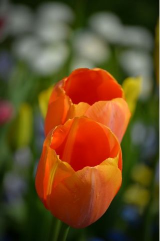Tulip Orange - confezione grande! - 50 pezzi - 