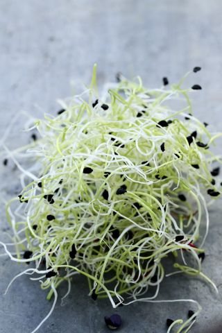 Ростки - семена - Лук - порей - 100 семена - Allium ampeloprasum L.
