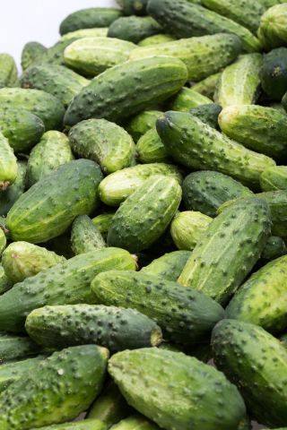 Cucumber "Racibor F1" - pickling variety - 200 seeds